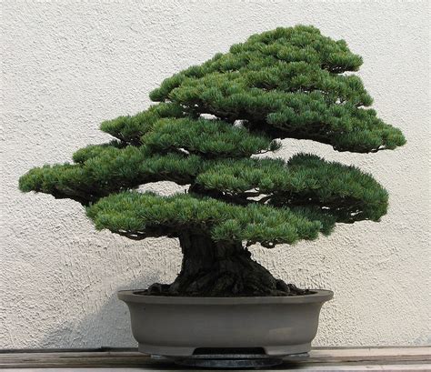 bonsai 意思|Bonsai – Wikipedia